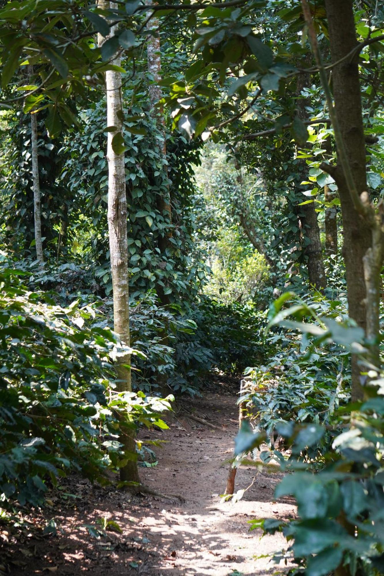 Hangal Jp Homestay Somwarpet Coorg מראה חיצוני תמונה